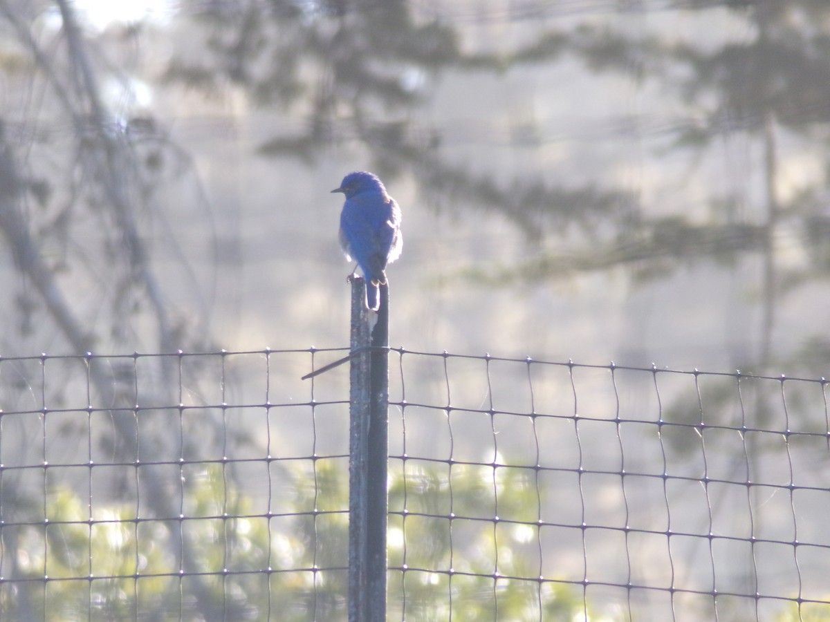 Western Bluebird - ML620754295