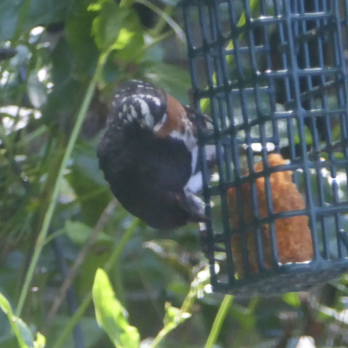 Spotted Towhee - Anonymous