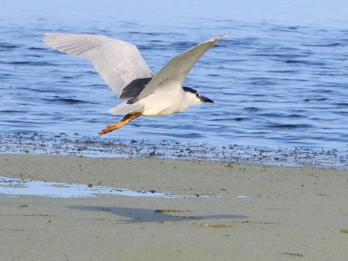 Black-crowned Night Heron - ML620754312