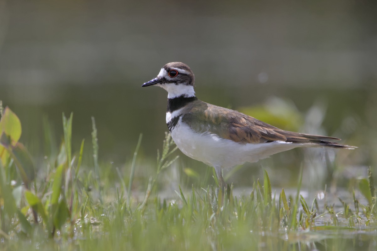 Killdeer - Chris Krahn