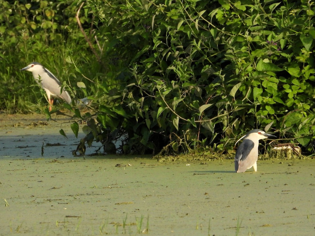 Black-crowned Night Heron - ML620754316