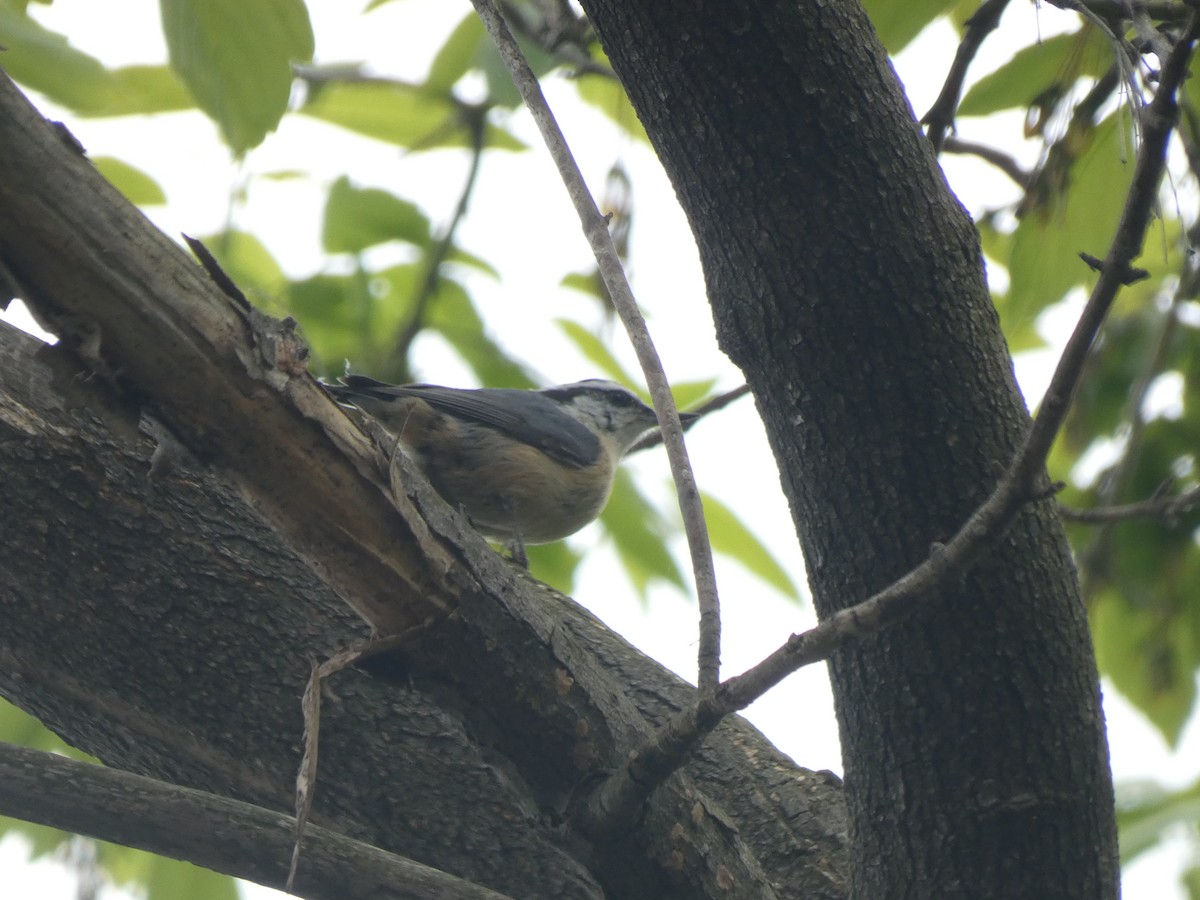 Red-breasted Nuthatch - ML620754333
