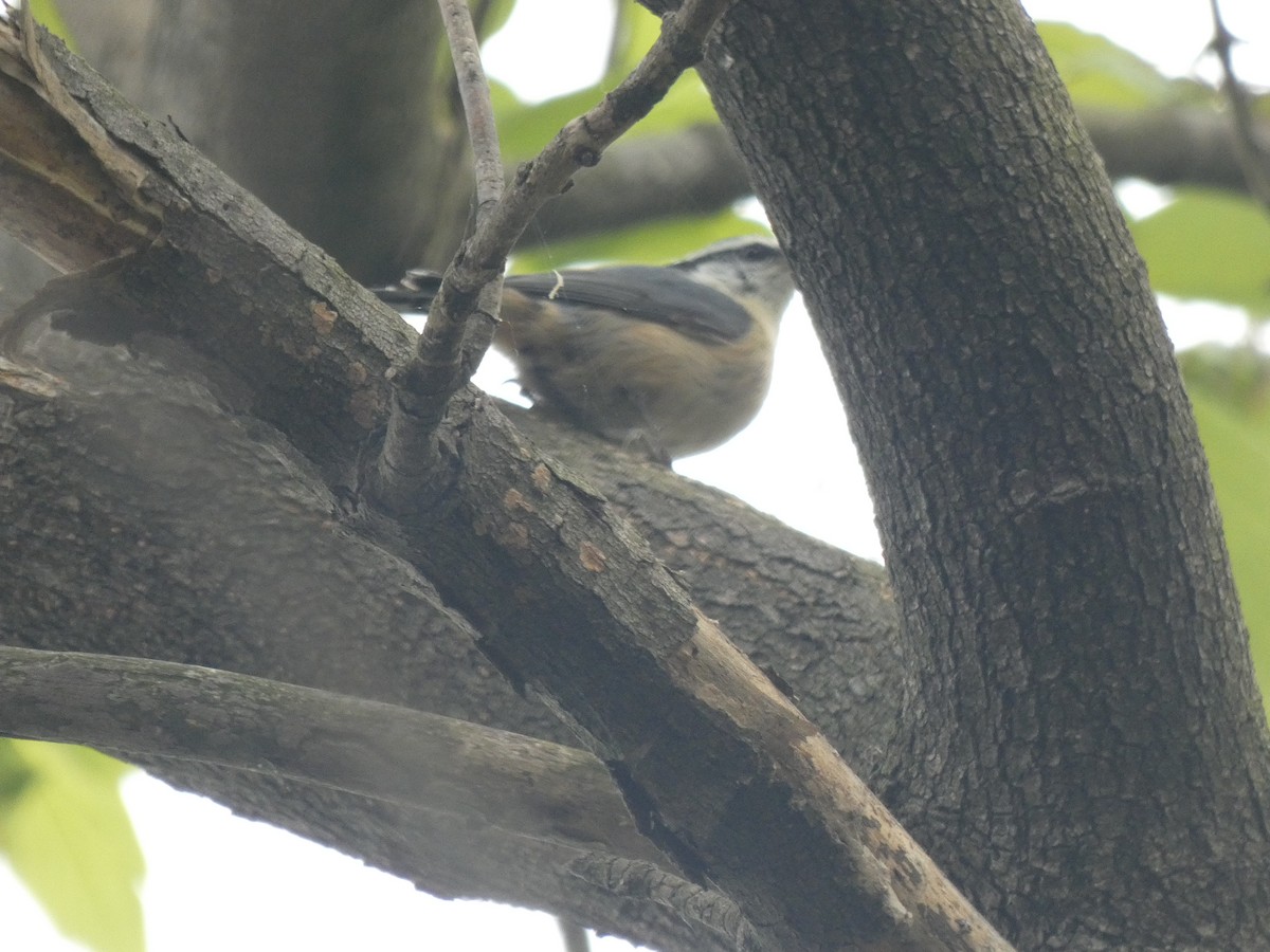 Red-breasted Nuthatch - ML620754334