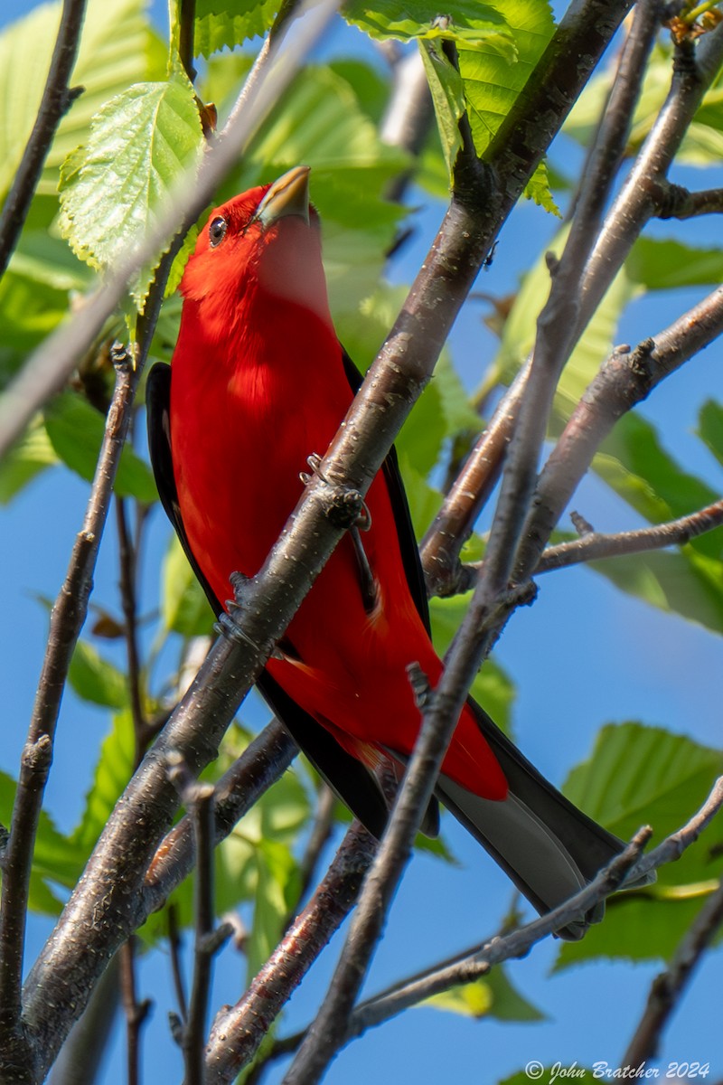 Scarlet Tanager - ML620754341
