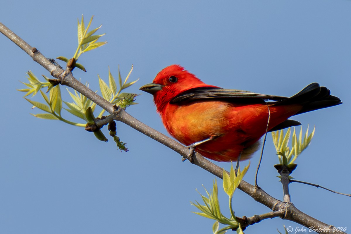 Scarlet Tanager - ML620754342