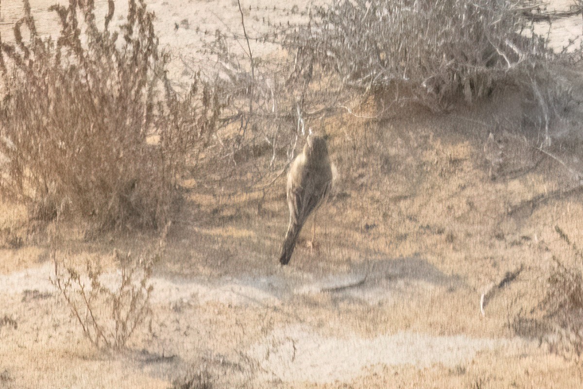 Long-billed Pipit - ML620754343