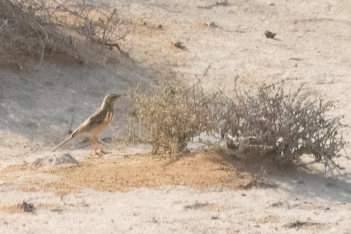 Long-billed Pipit - ML620754344