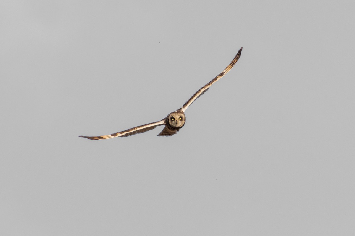 Short-eared Owl - ML620754345