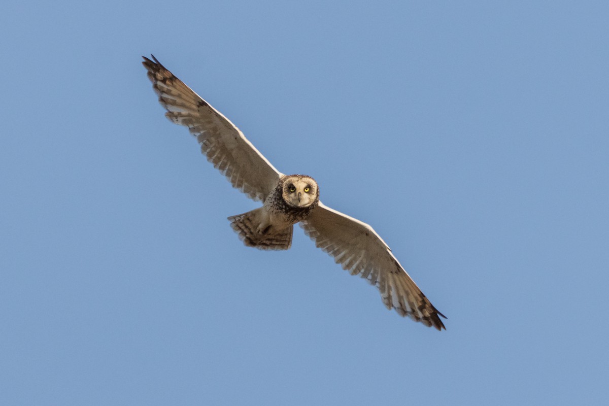 Short-eared Owl - ML620754347