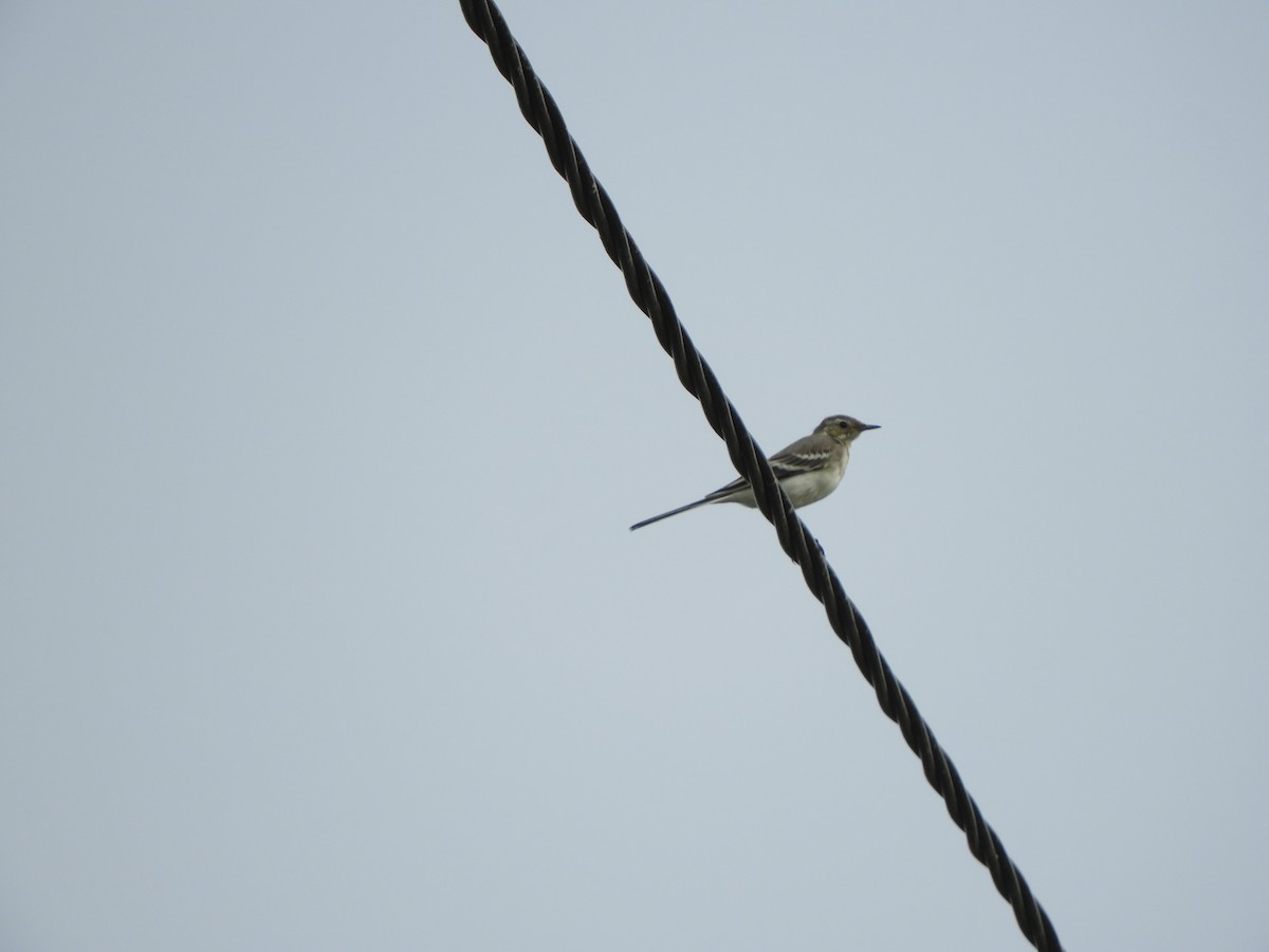 Western Yellow Wagtail - ML620754375