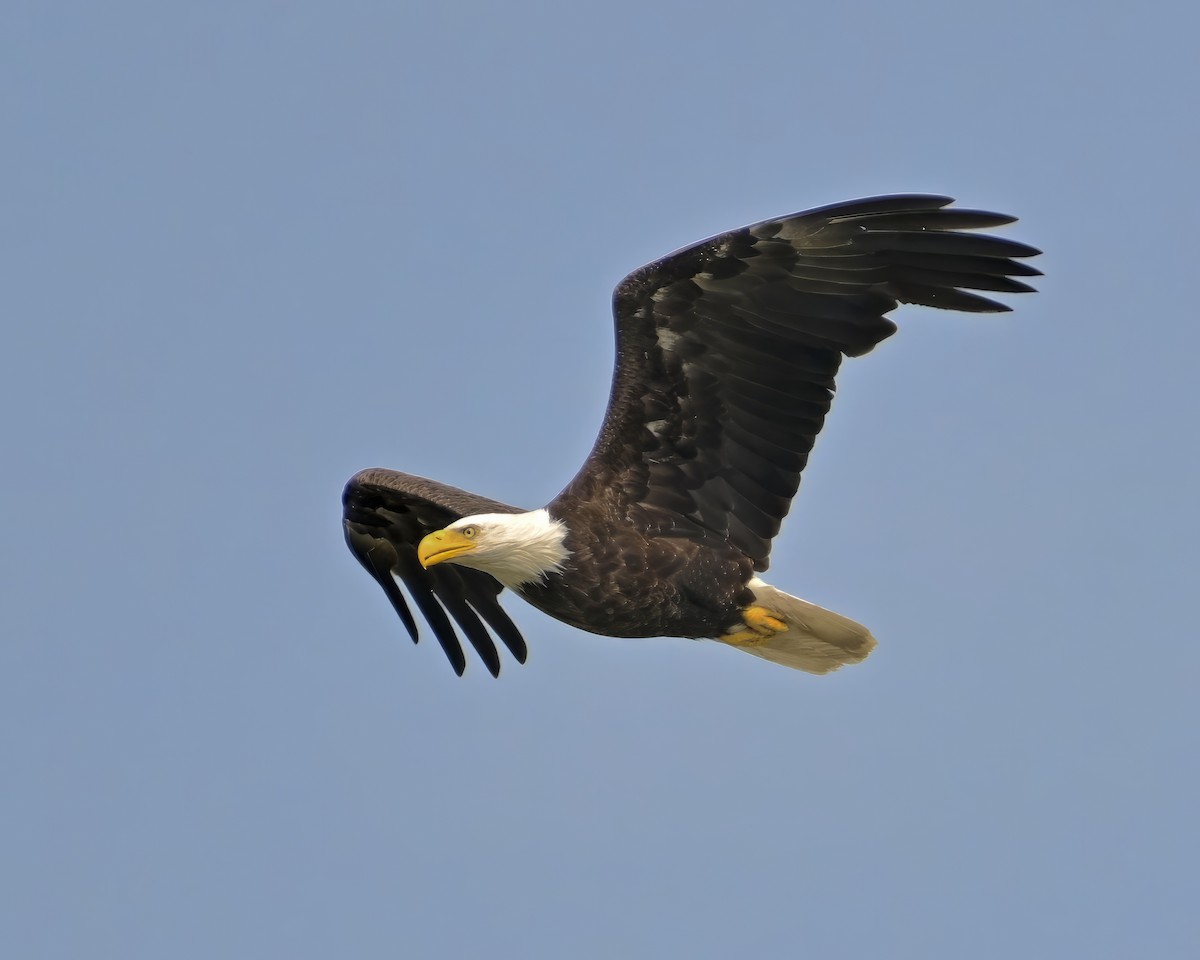 Bald Eagle - ML620754392