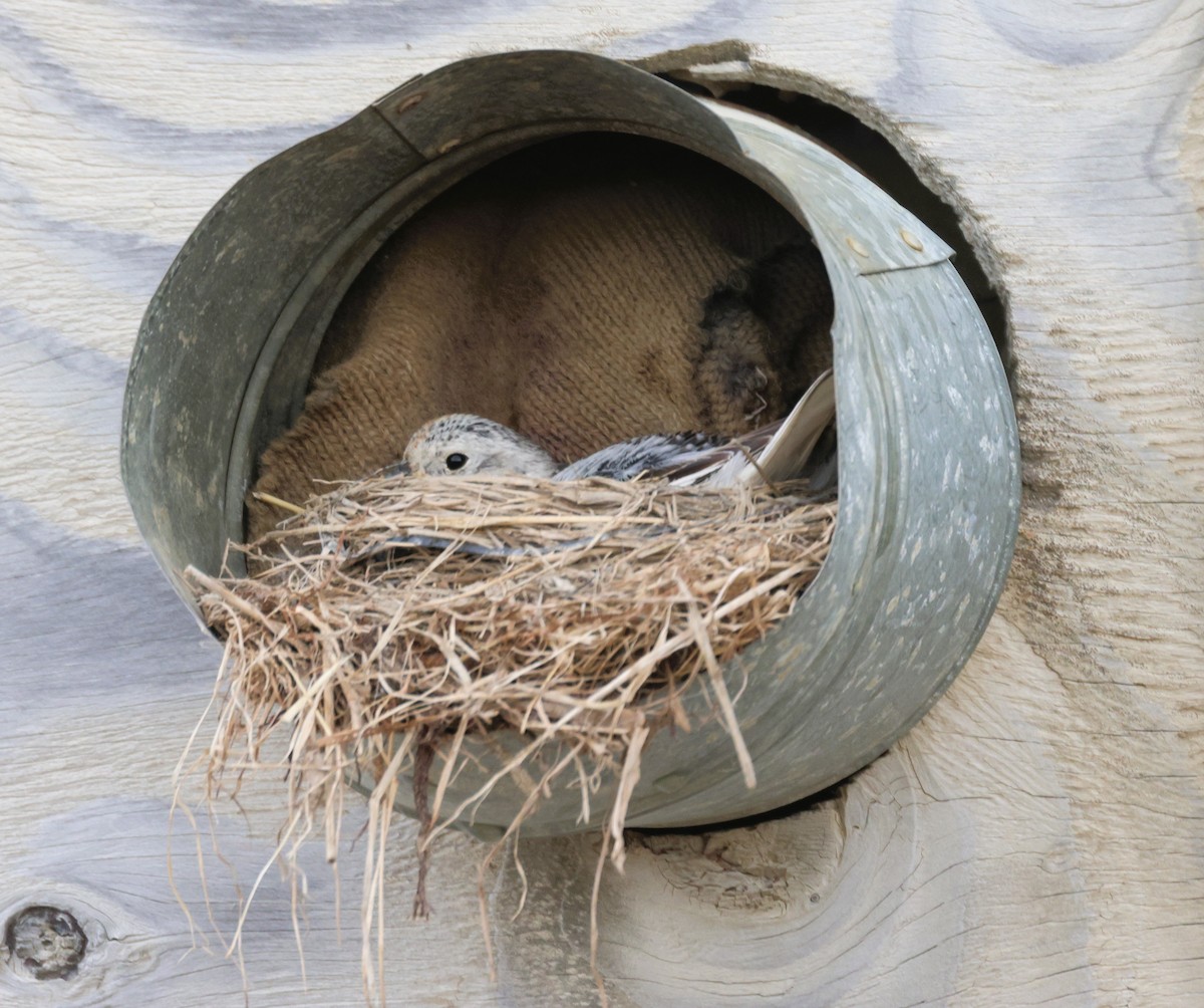 Snow Bunting - ML620754395