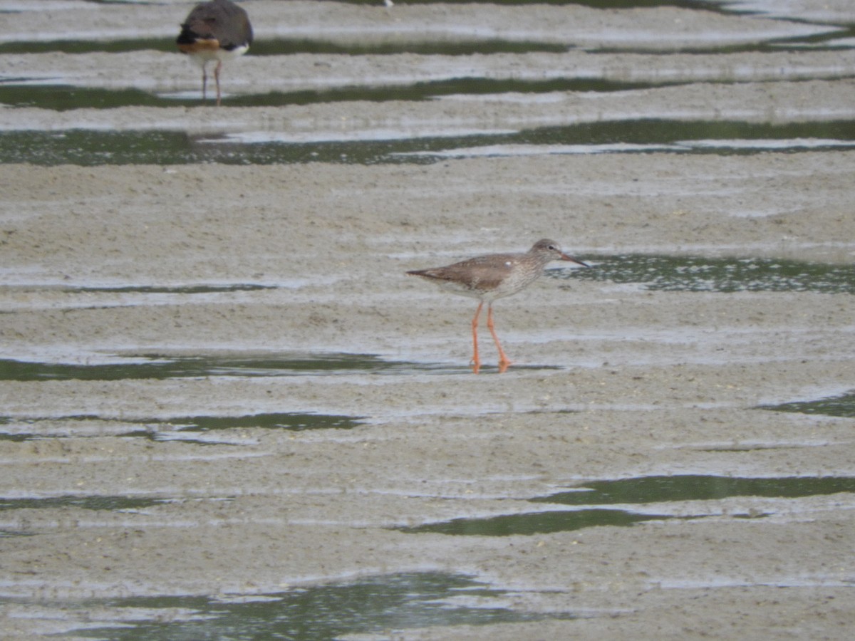 Common Redshank - ML620754401