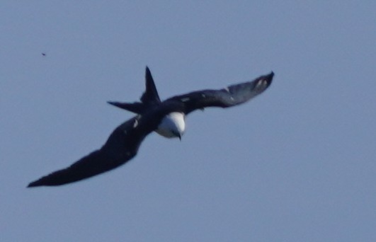 Swallow-tailed Kite - ML620754425