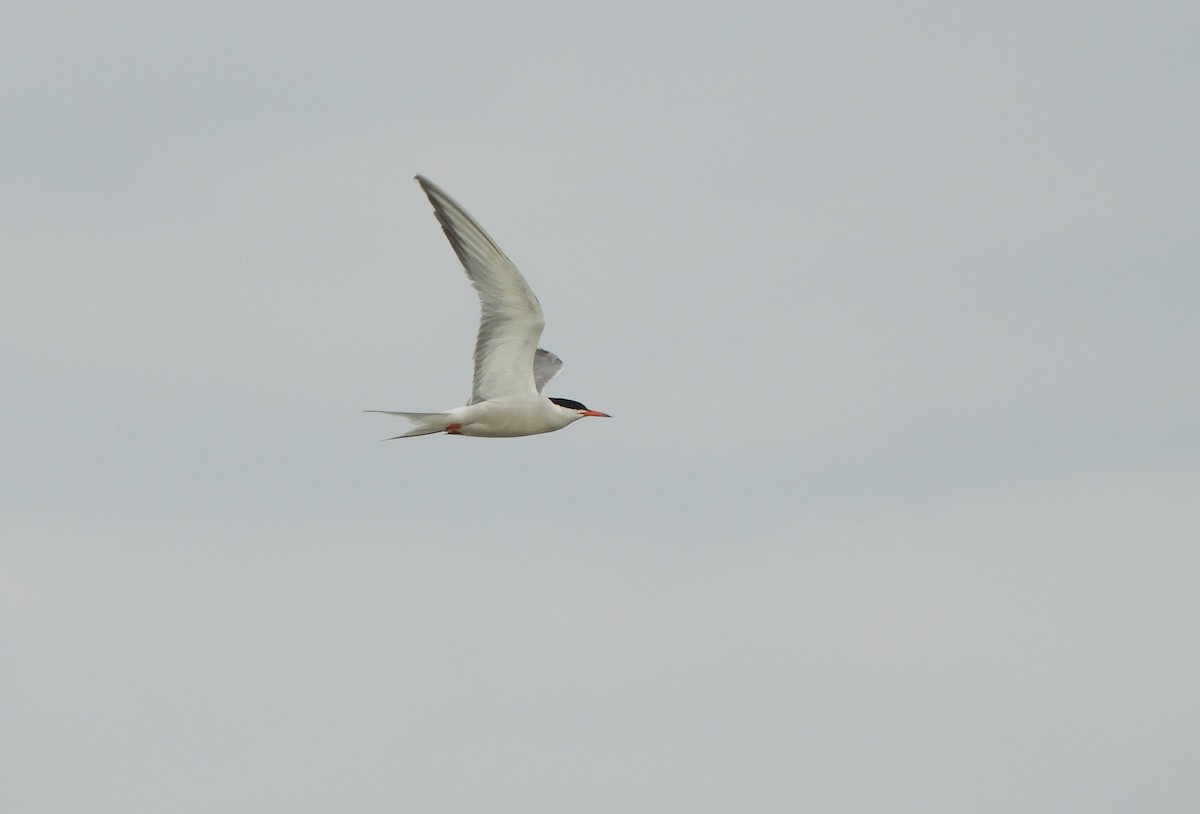 Common Tern - ML620754429