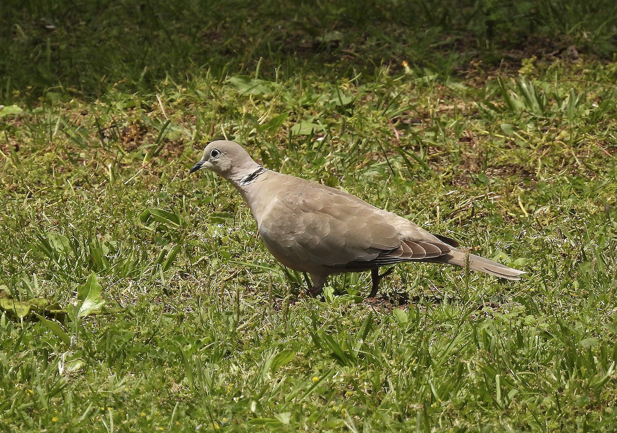 Eurasian Collared-Dove - ML620754431