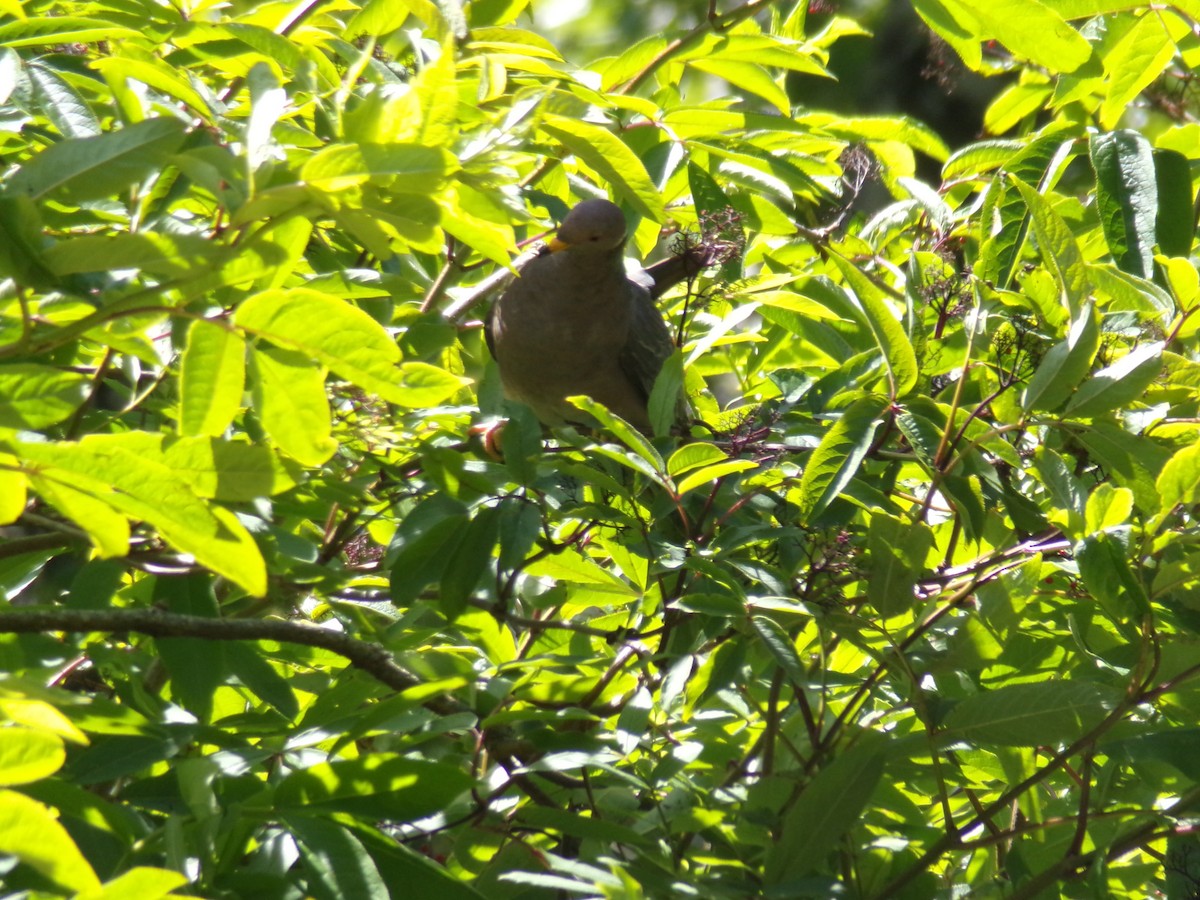 Band-tailed Pigeon - ML620754432