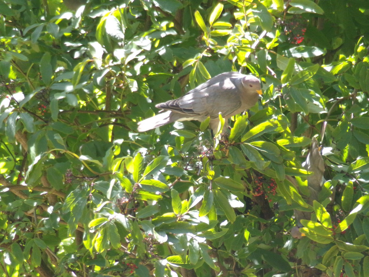 Band-tailed Pigeon - ML620754433