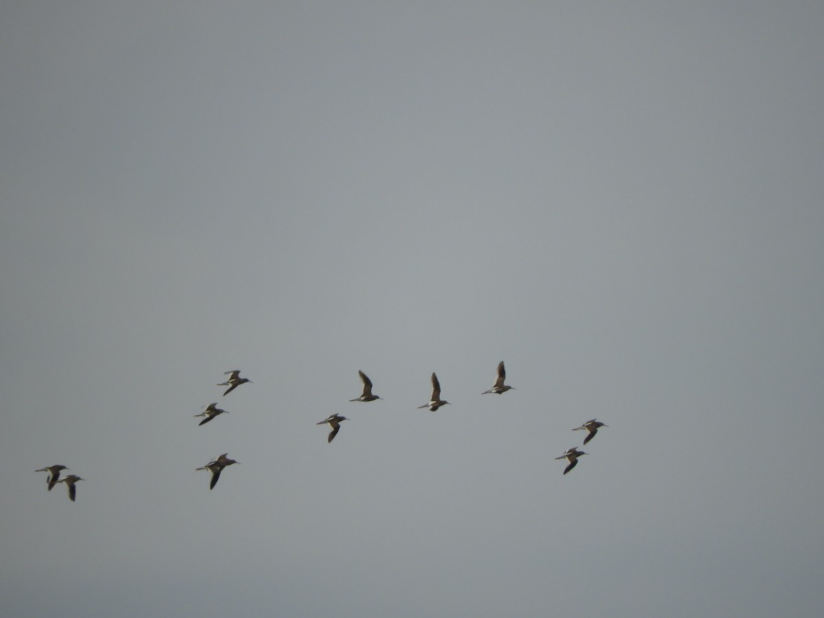 Common Redshank - ML620754436