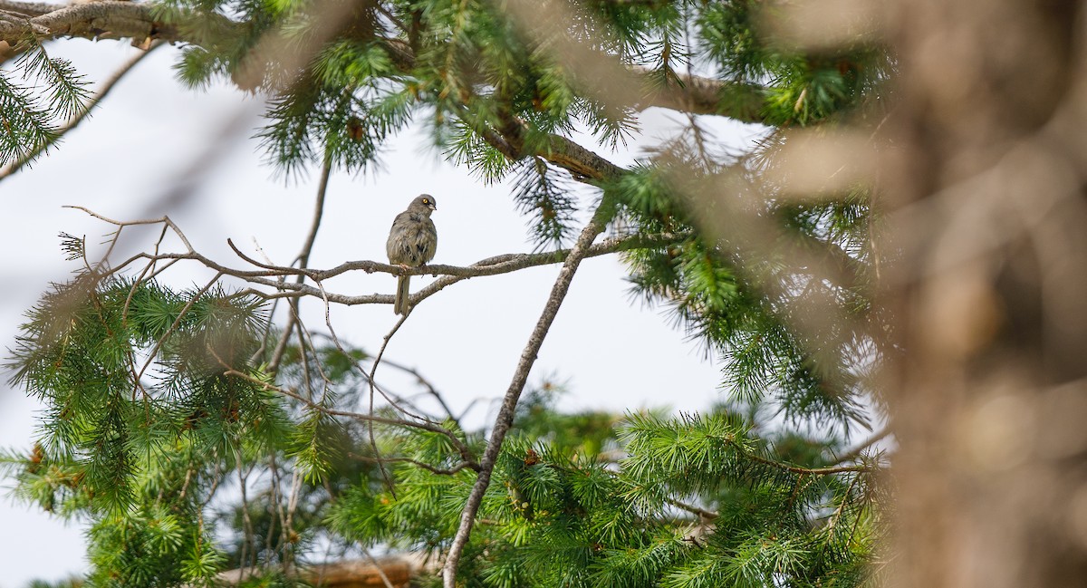 Junco aux yeux jaunes - ML620754437