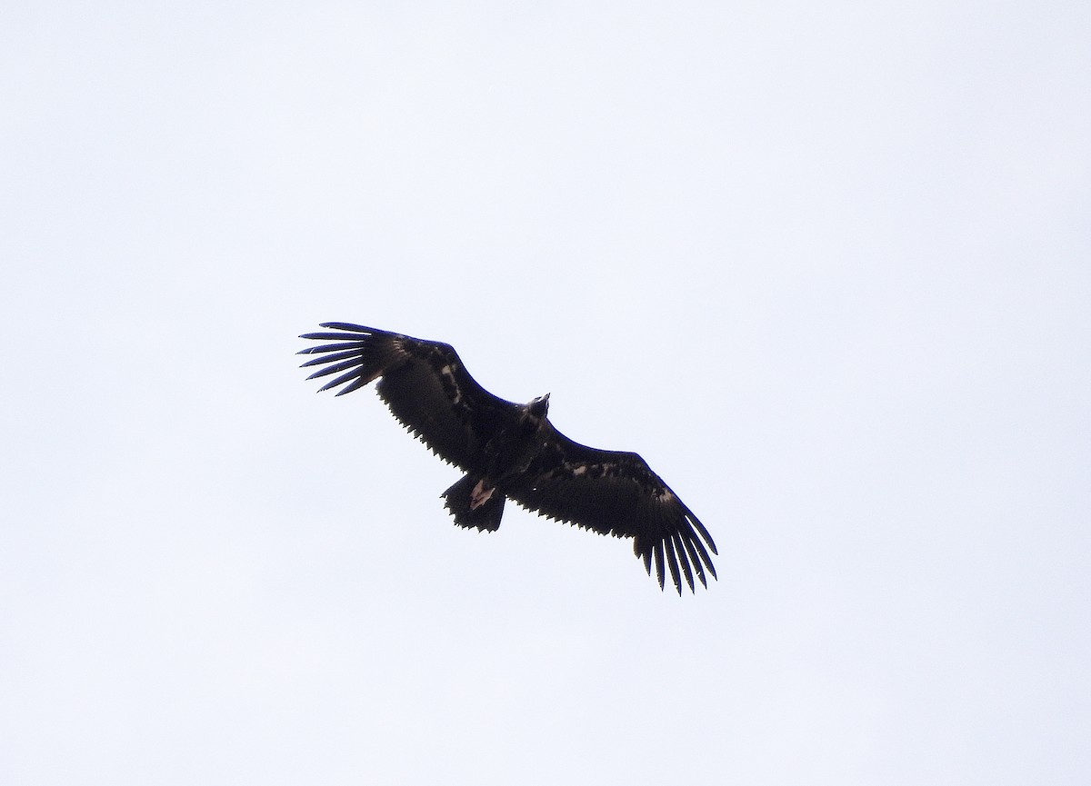 Cinereous Vulture - ML620754438