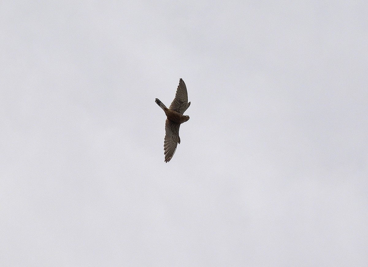 Eurasian Kestrel - ML620754447