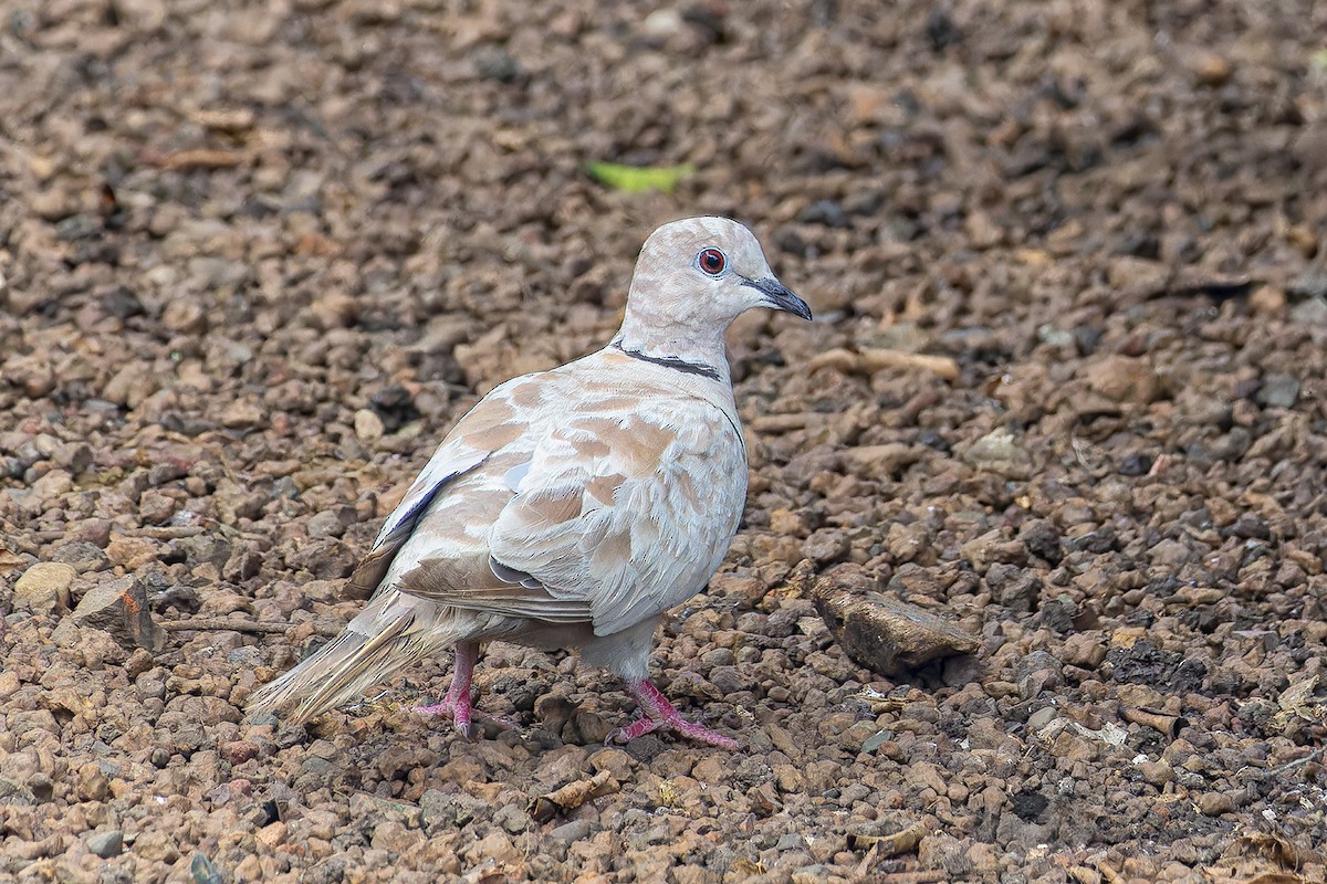 African Collared-Dove - ML620754450