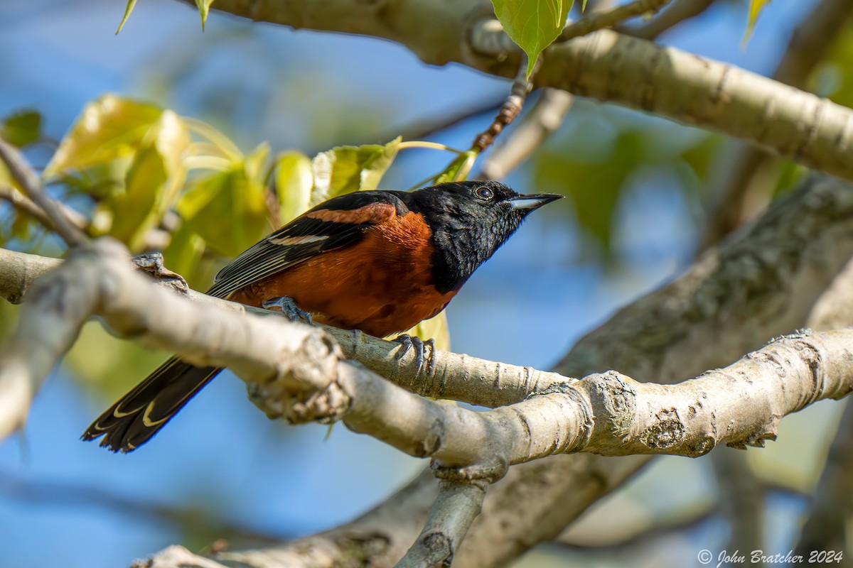 Orchard Oriole - ML620754451
