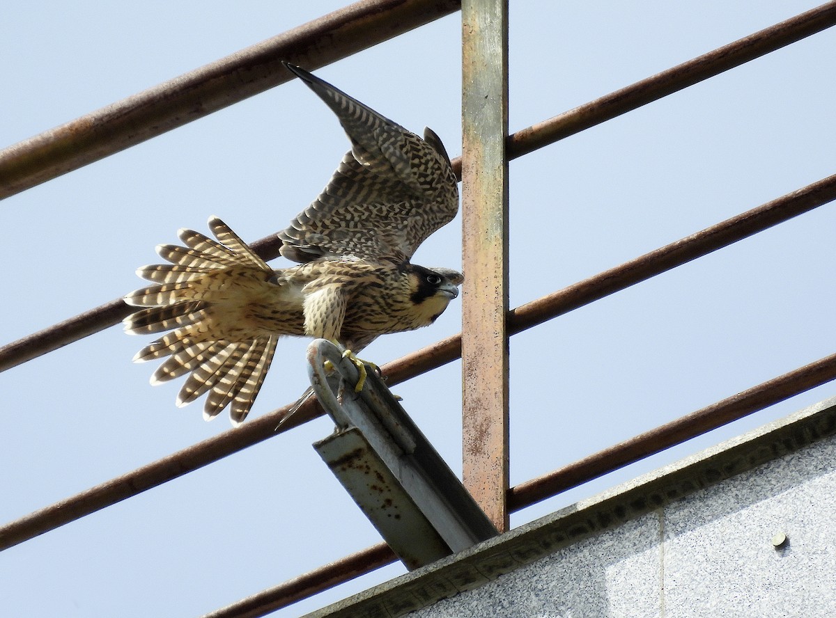 Peregrine Falcon - ML620754456