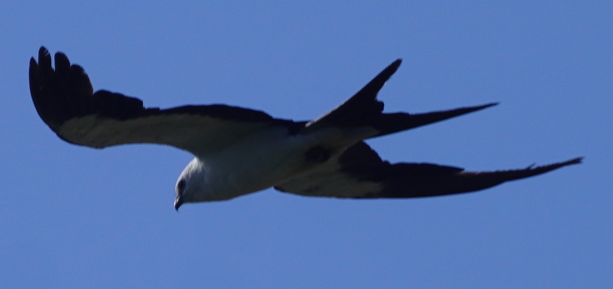 Swallow-tailed Kite - ML620754470