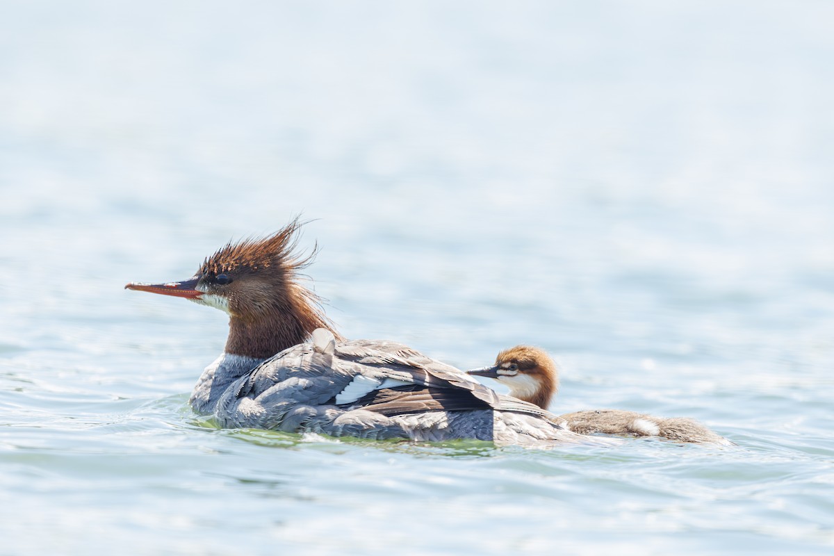 Common Merganser - ML620754485