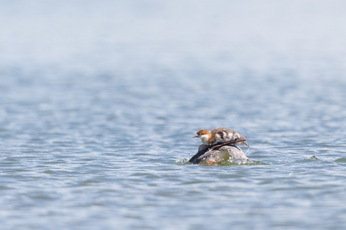 Common Merganser - ML620754487