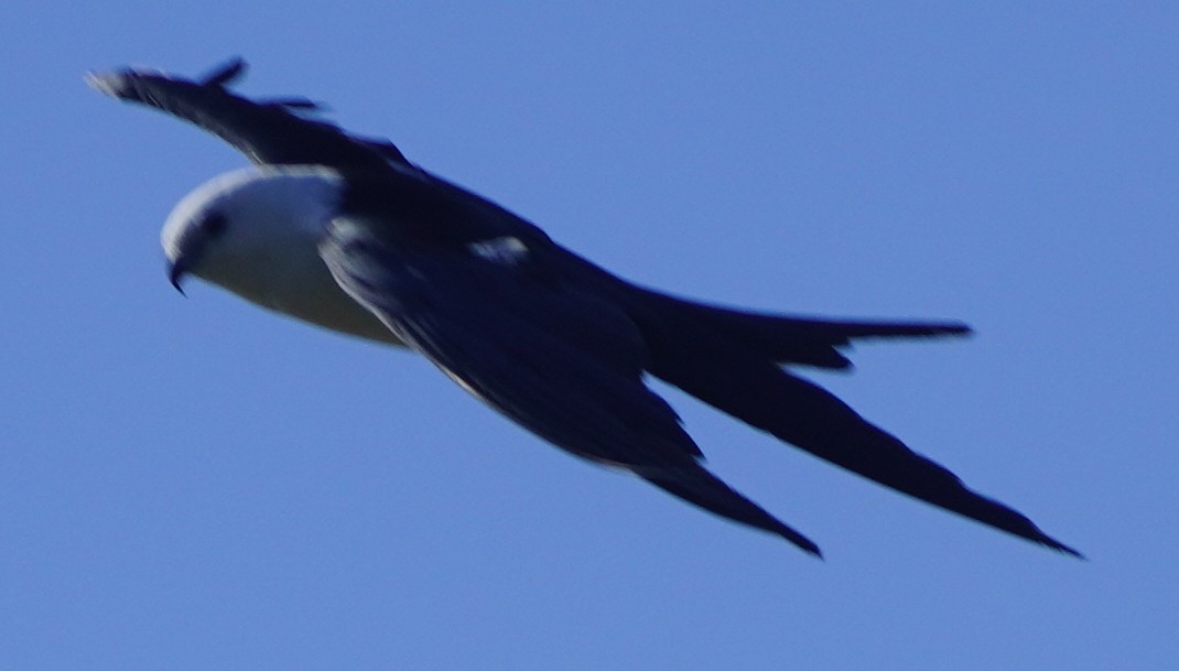 Swallow-tailed Kite - ML620754492