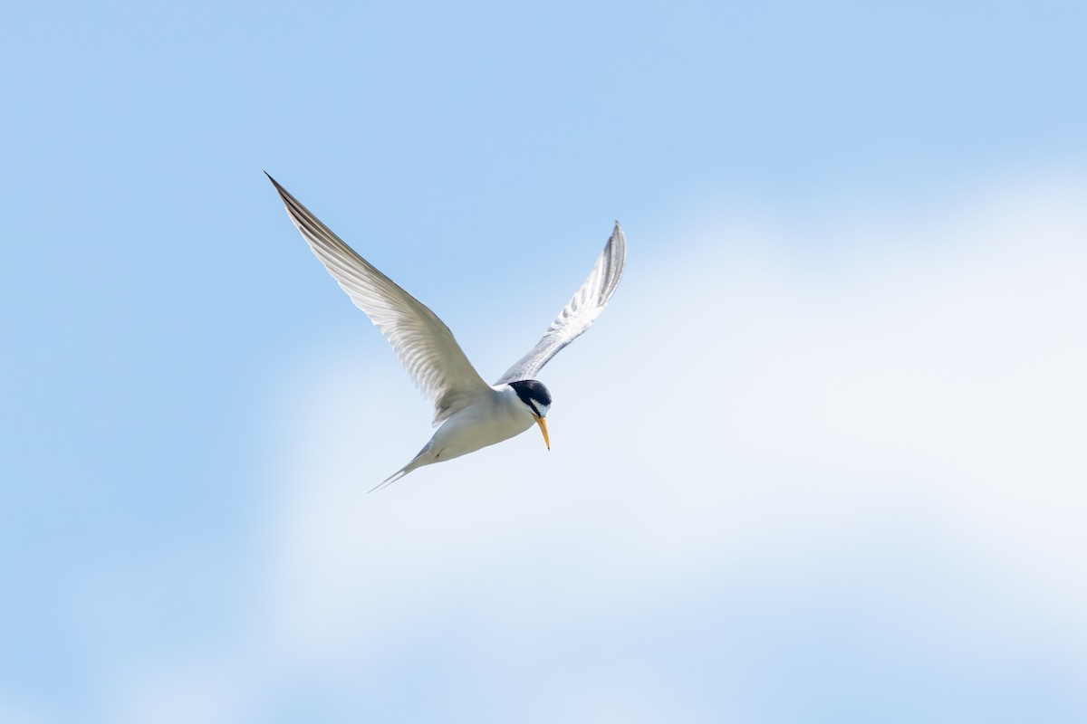 Least Tern - ML620754507