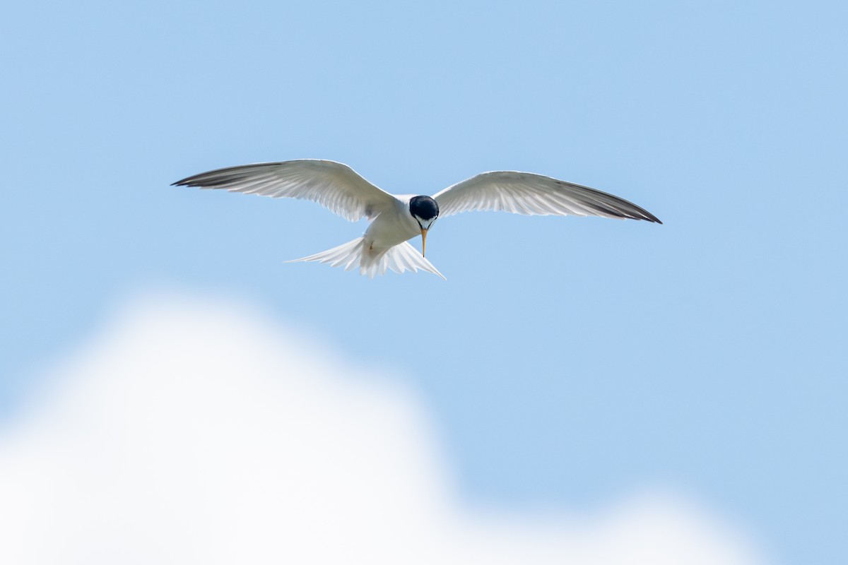 Least Tern - ML620754508