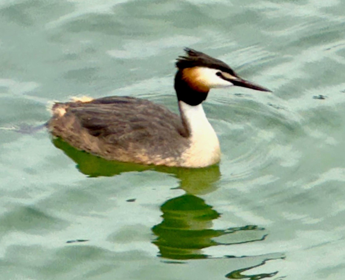Great Crested Grebe - ML620754510