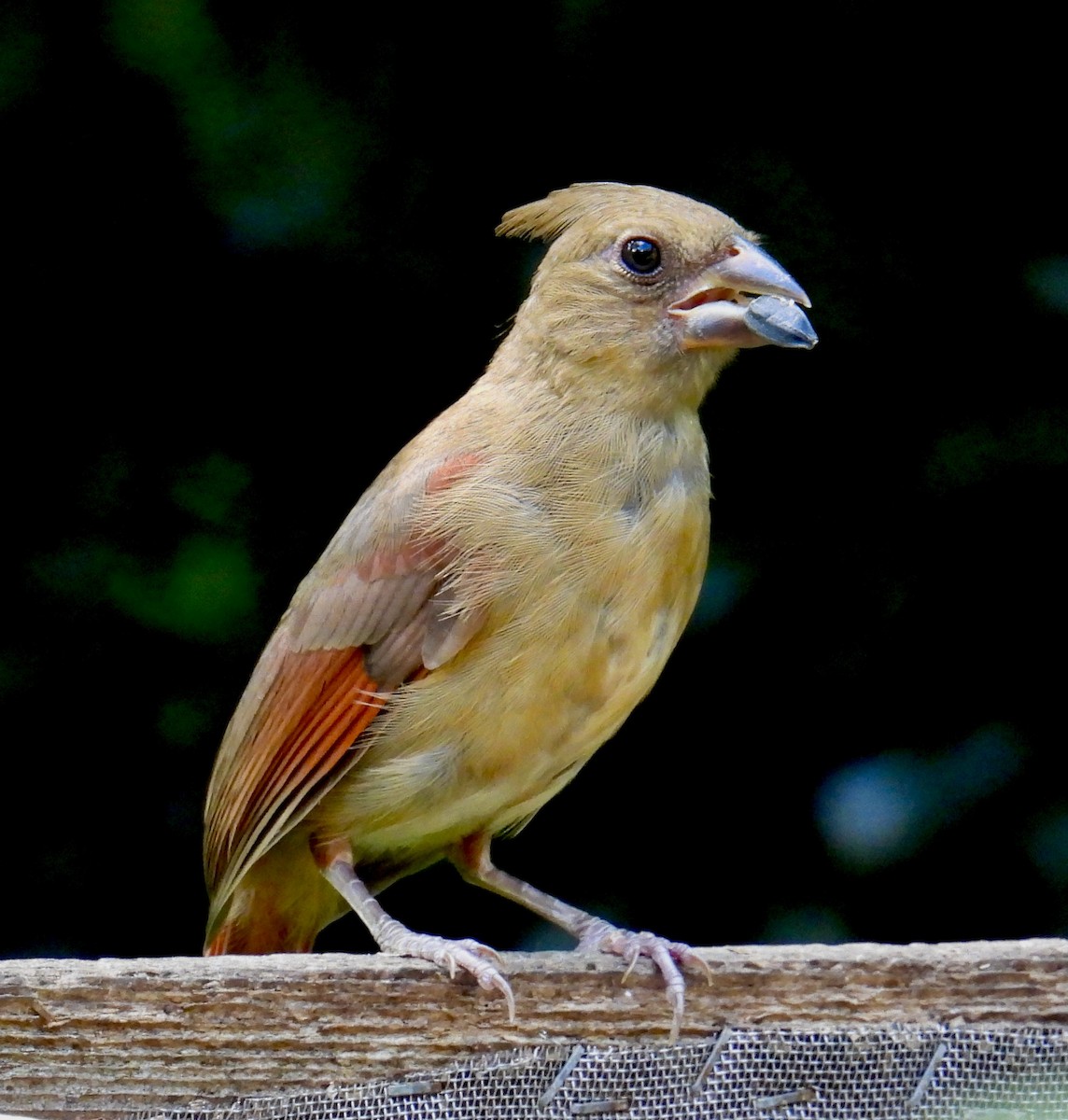 Northern Cardinal - ML620754524