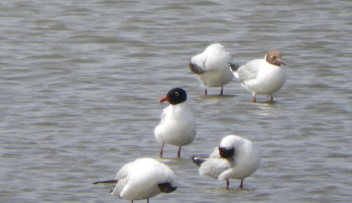 Mediterranean Gull - ML620754528