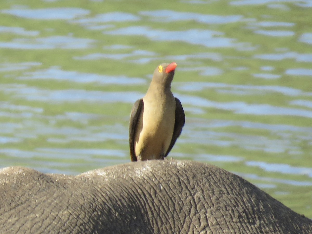 Red-billed Oxpecker - ML620754545