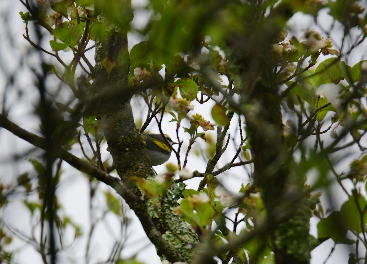 Golden-winged Warbler - ML620754553