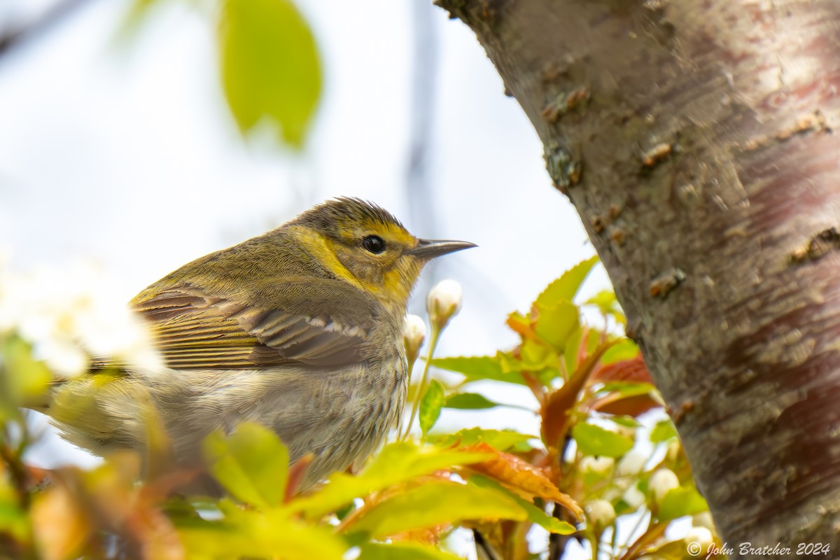 Cape May Warbler - ML620754556