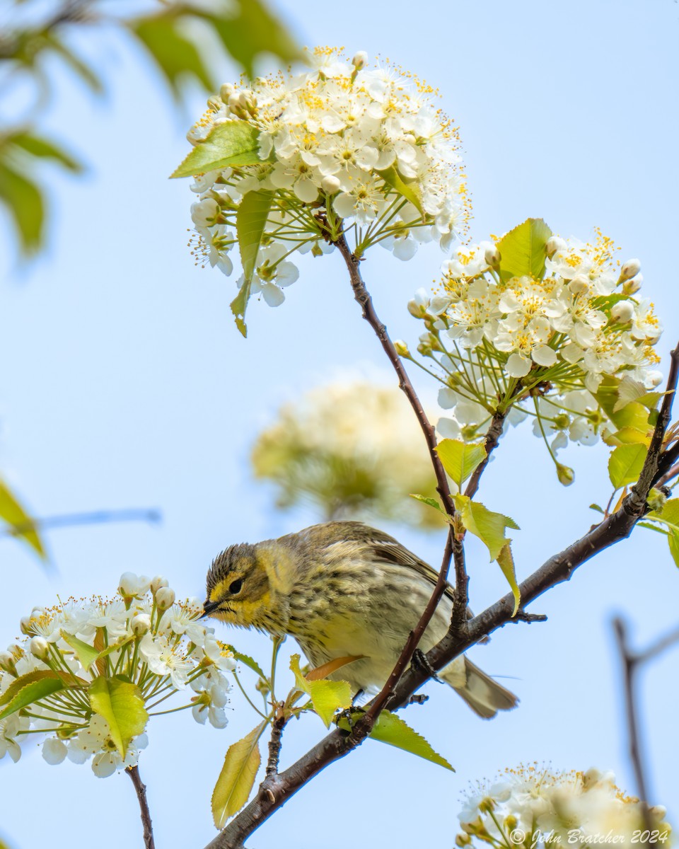 Cape May Warbler - ML620754560