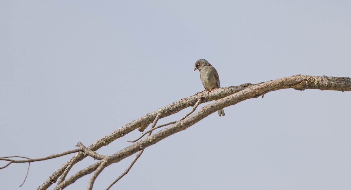 Junco aux yeux jaunes - ML620754561