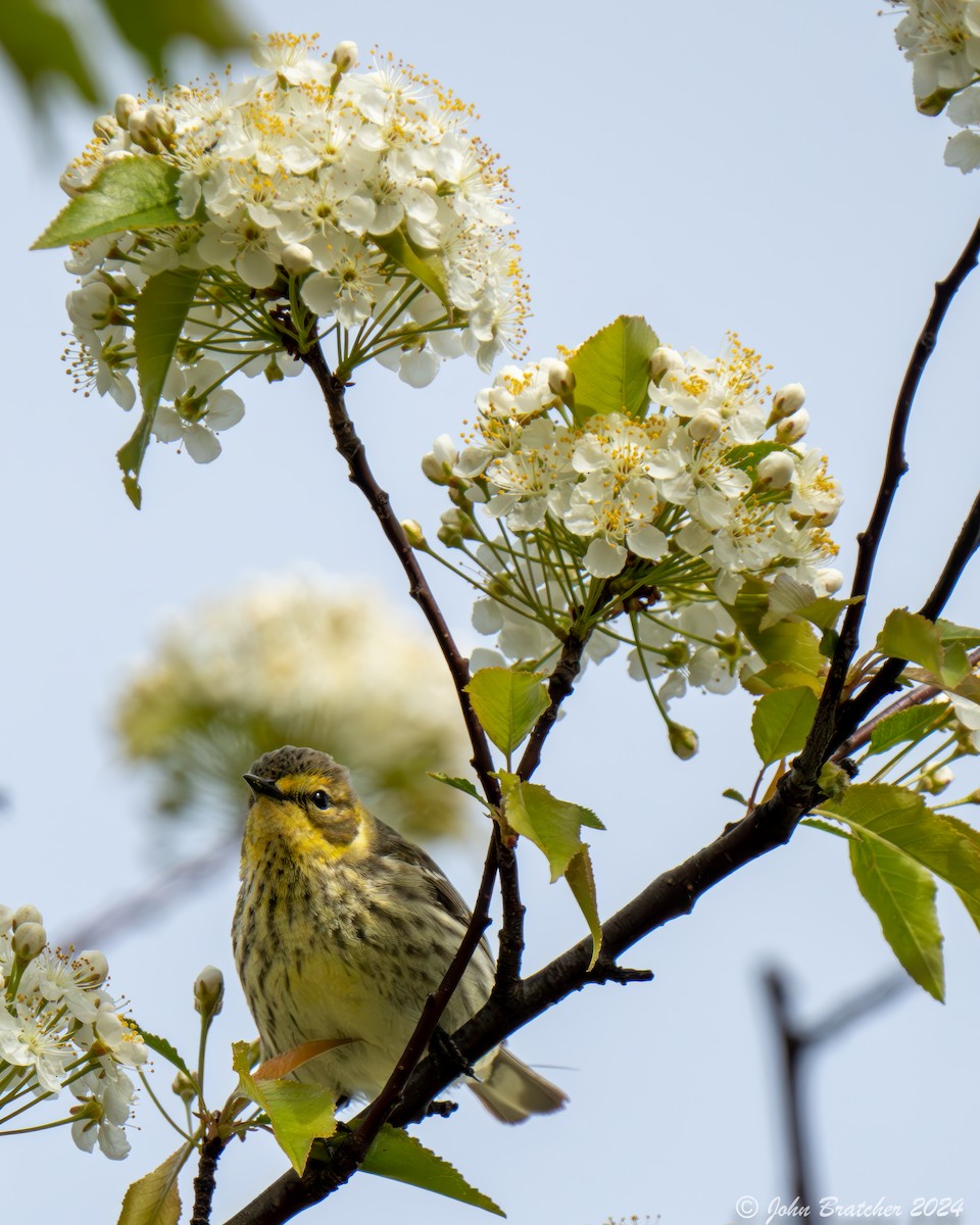 Cape May Warbler - ML620754565
