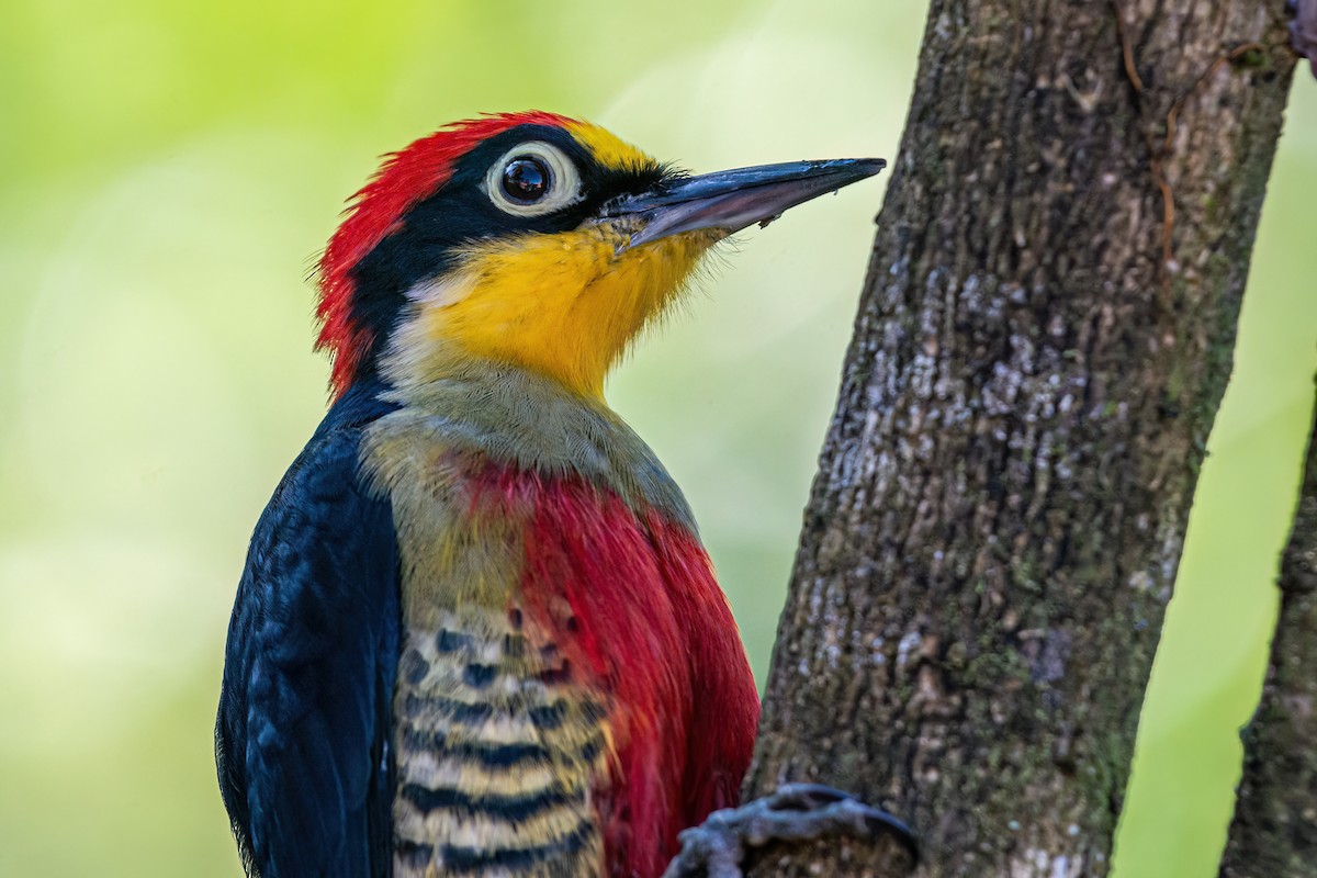 Yellow-fronted Woodpecker - ML620754570