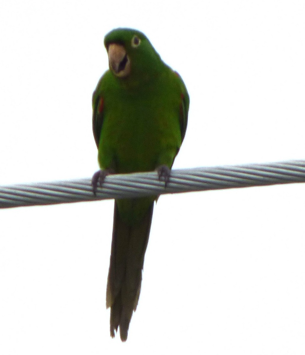 White-eyed Parakeet - ML620754578
