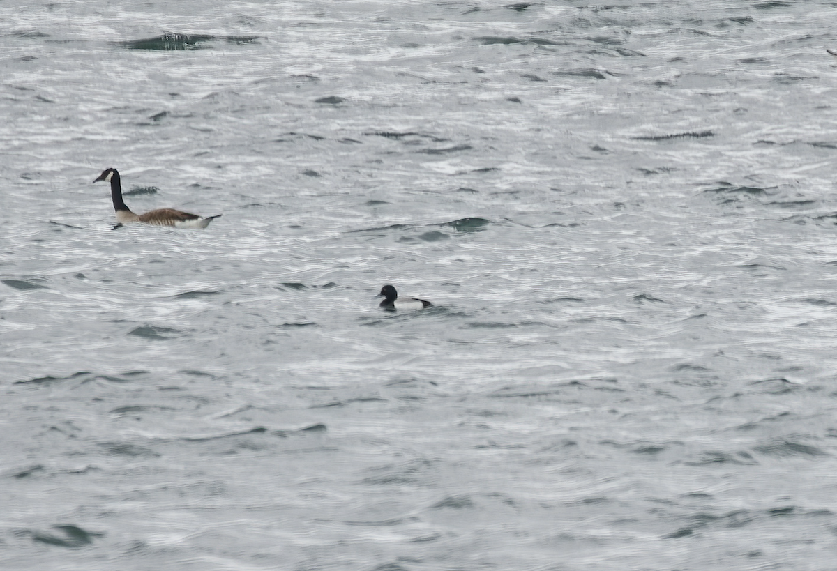 Greater Scaup - ML620754586