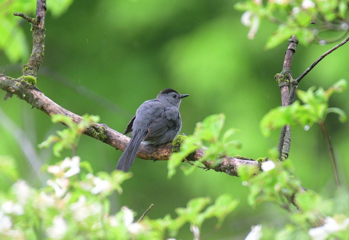 Gray Catbird - Chaiby Leiman