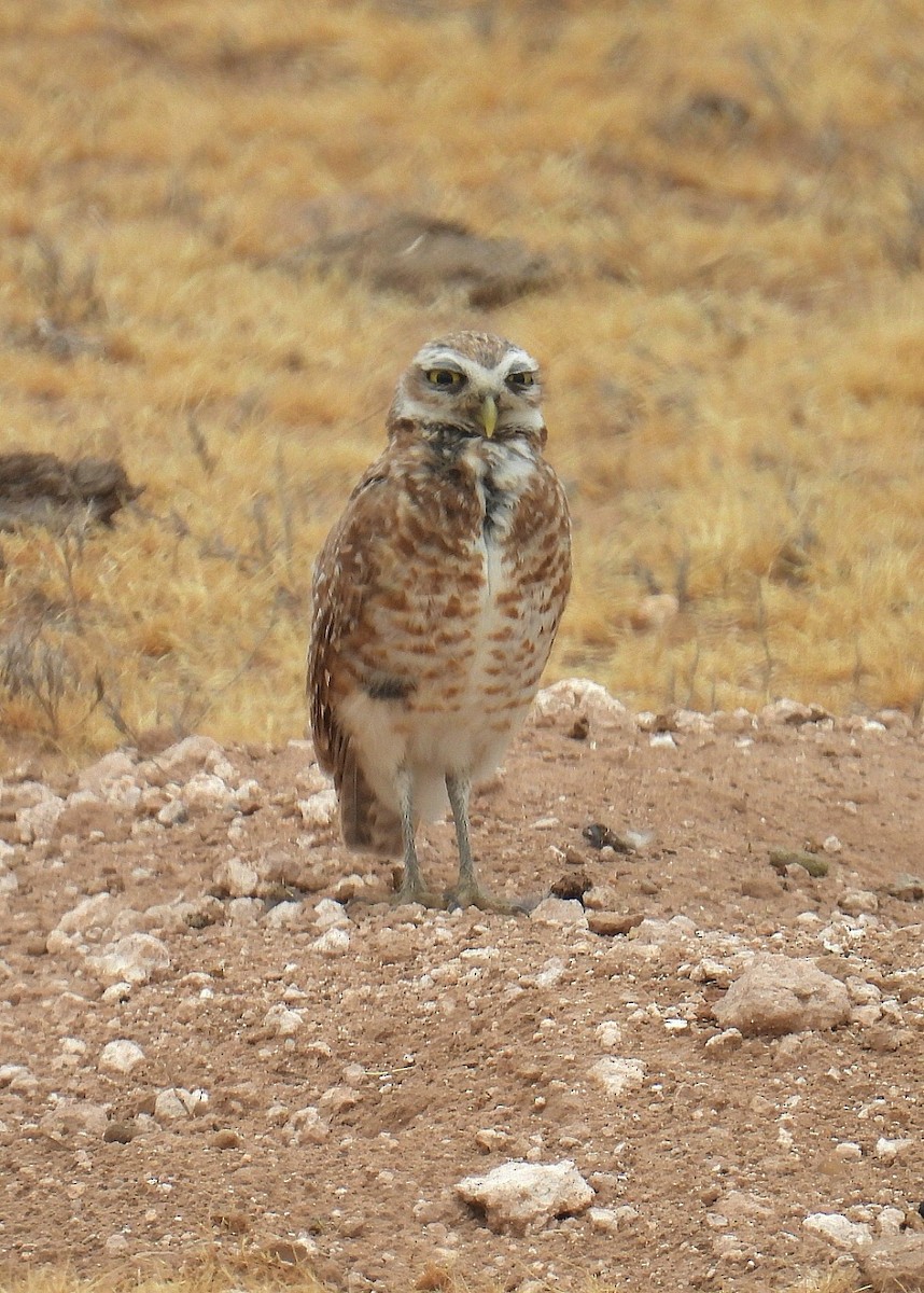 Burrowing Owl - ML620754616