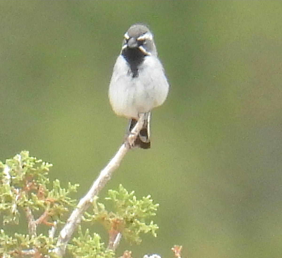 Black-throated Sparrow - ML620754622